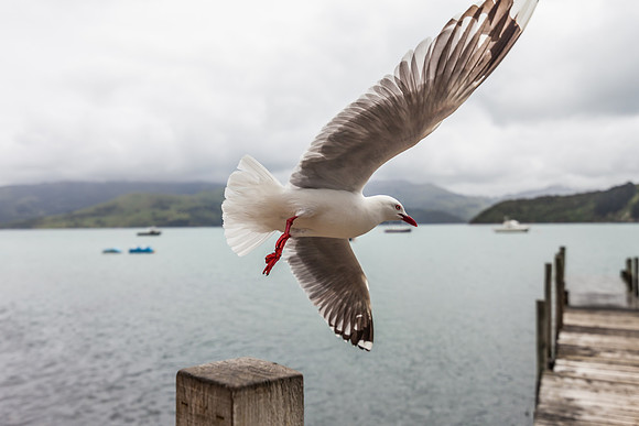Gull in Flight